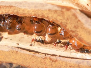 honeypot-ant-underground1