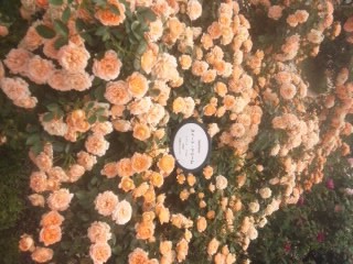 ひらかたパーク薔薇(*^。^*)