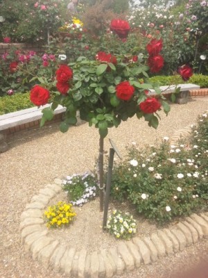 ひらかたパーク薔薇３!(^^)!