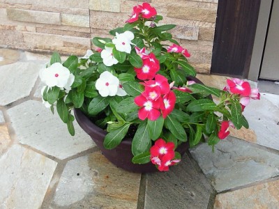 夏の花