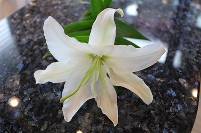 お花が入荷しました。いつも、ありがとうございます。