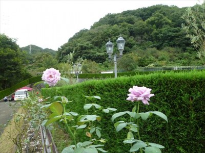樹木葬の紹介をします