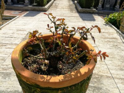 永代供養 大阪 一覧も見てわかる！
