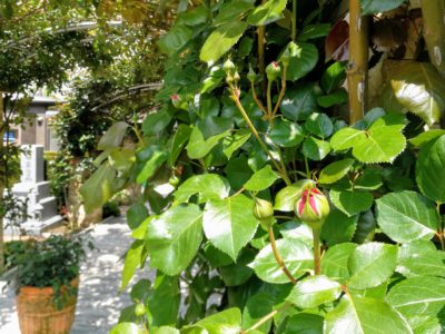 安心できる　永代供養とは？