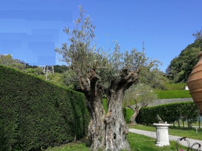 永代供養付 バラ咲くガーデニング霊園 樹木葬