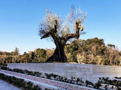 オリーブ　永代供養付　枚方　霊園