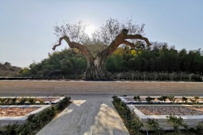 永代供養付 樹木葬 千年オリーブの森 堺 和泉