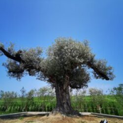 中津城について