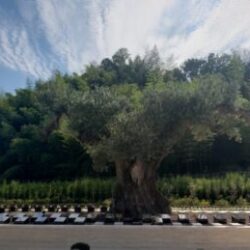 堺市・和泉市の樹木葬