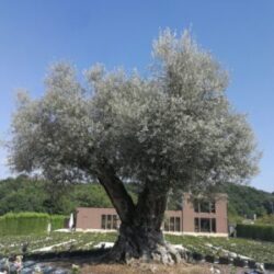 十王信仰と法要について