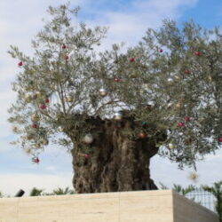 樹木葬とオリーブの繋がり：平和と永遠の安らぎを求めて