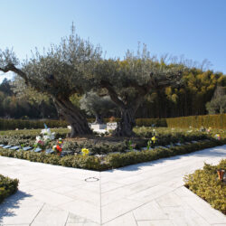 樹木葬とは？現代における選ばれるお墓のかたち