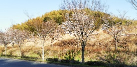 春のお彼岸供養が開催されました 永代供養付き樹木葬専門霊園