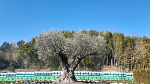 樹齢千年のオリーブの木がある霊園　樹木葬　千年オリーブの森