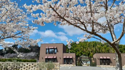 桜の木 オリーブの木がある樹木葬 千年オリーブの森