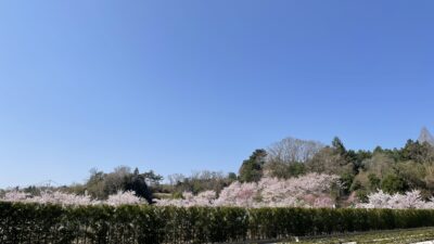 大阪奈良京都の永代供養付き樹木葬専門霊園