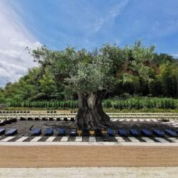 岸和田市で樹木葬をお考えの方へ｜和泉市すぐ近くの霊園という選択肢