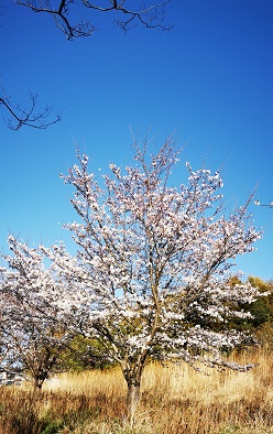 永代供養付き 樹木葬専門霊園