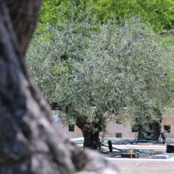 和泉市 永代供養付き 樹木葬専門霊園 行き方