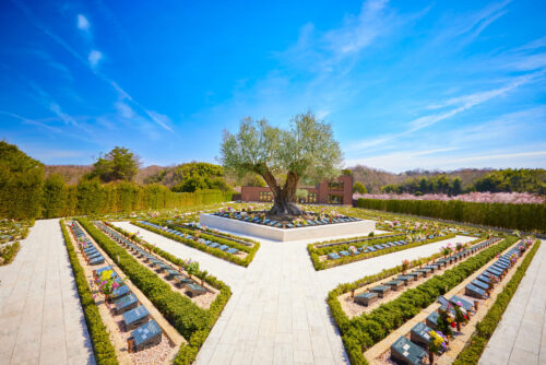 樹木葬で人気の木の種類は？込められた意味と選ばれる理由を解説