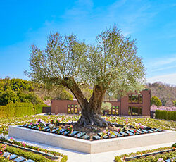 合同供養のある樹木葬霊園