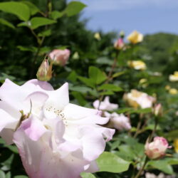 アリと花粉と