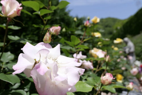 アリと花粉と