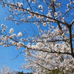 敷地内に桜が３５０本ある