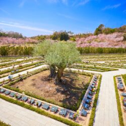 コロナとインフルエンザ併発のリスクと対処法 千年オリーブの森(京阪奈墓地公園内)