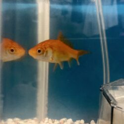 見ているだけで癒される。金魚に関する豆知識