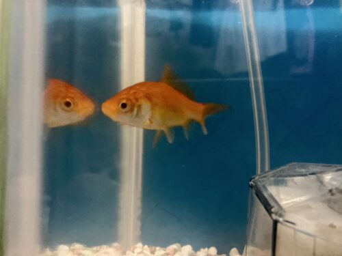 見ているだけで癒される。金魚に関する豆知識