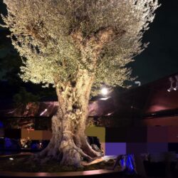 万博フランス館千寿オリーブの木と千年オリーブの森