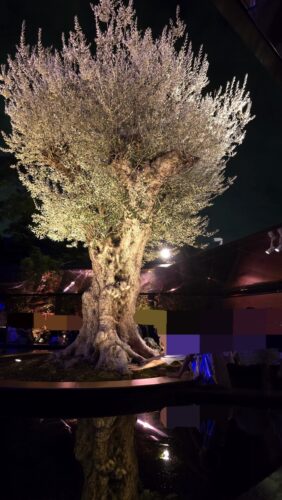 万博フランス館千寿オリーブの木と千年オリーブの森