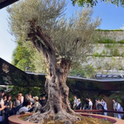 千寿オリーブの樹の効用とは？