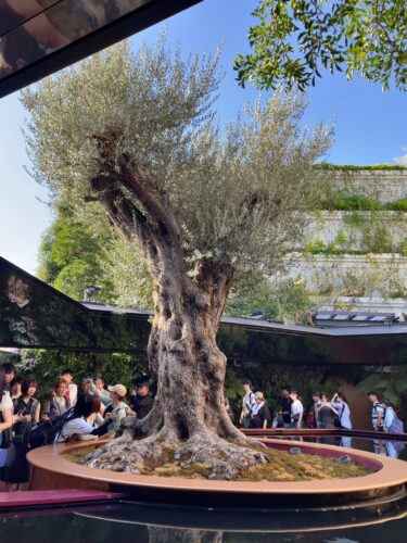 千寿オリーブの樹の効用とは？