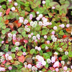 買い物で健康になる？ショッピングが心と体に与える意外な効果とは？