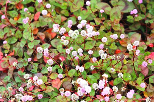 買い物で健康になる？ショッピングが心と体に与える意外な効果とは？