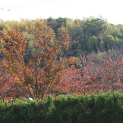 青い癒しの空間で心と体をリセット！水族館がもたらす驚きの健康効果