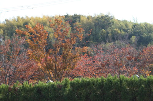 青い癒しの空間で心と体をリセット！水族館がもたらす驚きの健康効果