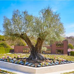 お墓参りついでに!近くの三宮神社で「穏やかな一年」を祈願