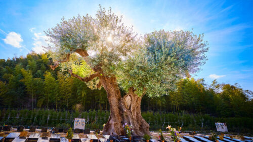 お墓の後継ぎがいない方へ｜堺・和泉の樹木葬で安心の永代供養
