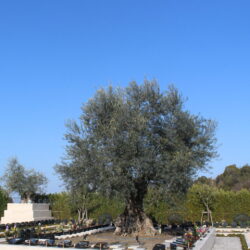 チョコでストレス解消！心と体を癒す「健康バレンタイン」の新常識