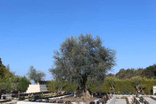 チョコでストレス解消！心と体を癒す「健康バレンタイン」の新常識