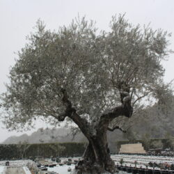 二十四節季の雨水(うすい)とは