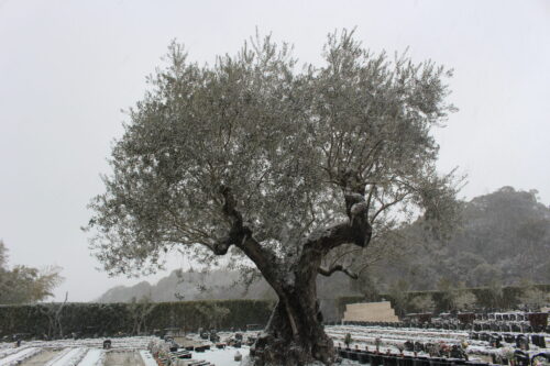 二十四節季の雨水(うすい)とは