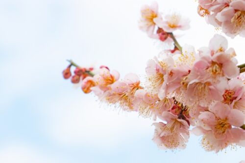 梅の花を見に行きませんか？