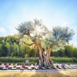 「千年オリーブの森」