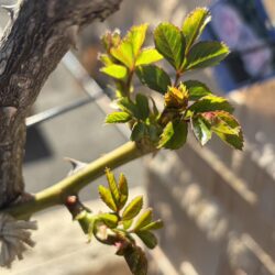 なぜ日本人は春と秋にお墓参りをするのか