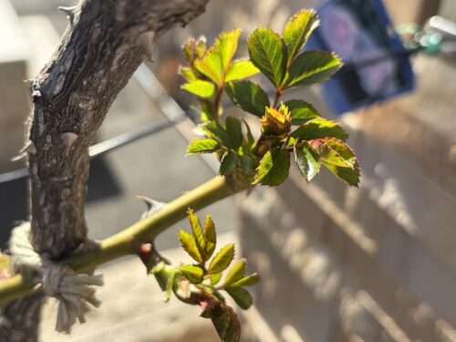 なぜ日本人は春と秋にお墓参りをするのか