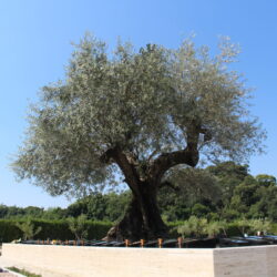 岸和田市でお墓や樹木葬、永代供養をお探しの方へ